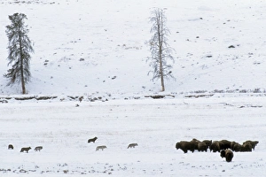 Grey Wolves - with American Bison (Bison bison) herd - in snow Grey Wolves - with American Bison (Bison bison) herd - in snow