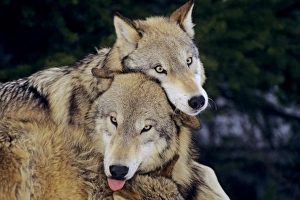 Two Grey Wolves playing - dominance behavior Two Grey Wolves playing - dominance behavior