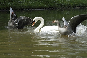 Greylag Goose and Mute Swan (Cygnus olor) - parent geese fighting off swan to protect Greylag Goose and Mute Swan (Cygnus olor) - parent geese fighting off swan to protect