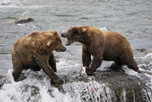 Grizzly Bear - fighting for salmon in river Grizzly Bear - fighting for salmon in river
