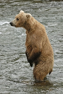 Grizzly Bear - standing up in river Grizzly Bear - standing up in river