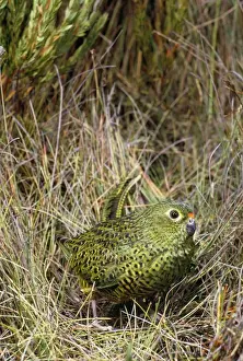 Australian Endemic Birds Prints: Ground Parrot