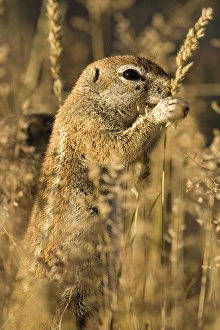 Ground Squirrel - Feeding on golden grass seeds Ground Squirrel - Feeding on golden grass seeds