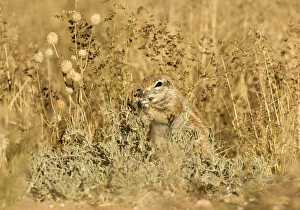 Ground Squirrel - feeding on grass seeds in thick undergrowth Ground Squirrel - feeding on grass seeds in thick undergrowth