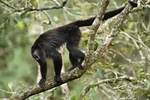 Thomas Marent Photographer Prints: Guatemalan Howler Monkey, calling Belize