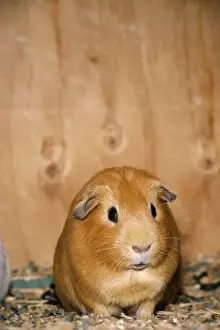 Small Mammal Pictures Prints: Guinea Pig