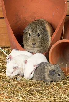 Guinea Pig - babies in flower pot Guinea Pig - babies in flower pot