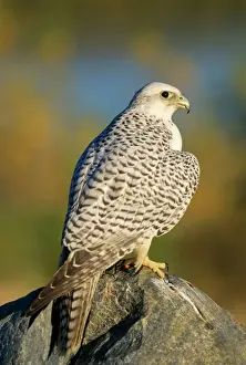 Gyr Falcon Portrait Print