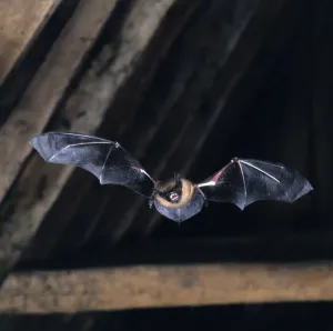 Serotine Prints: Serotine Bat in Flight Print