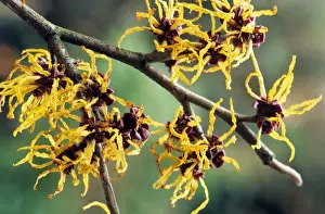 Yellow Blooms Prints: Hamamelis