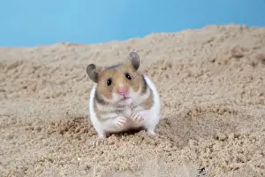 Hamster Digging in Sand Print