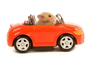 Hamster driving miniature sports convertible car Hamster driving miniature sports convertible car