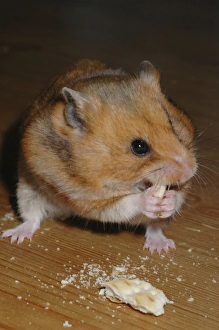 HAMSTER - nibbling on biscuit HAMSTER - nibbling on biscuit