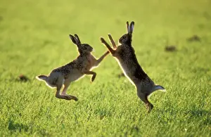 Prints of USH-49 HARES - boxing Lepus europaeus Duncan Usher Please note that prints are for personal display purposes only and may not be reproduced in any way. Hare Prints: Hares Boxing Print - Lepus europaeus