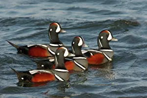 Prints of JZ-2255 Harlequin Duck USA Histrionicus histrionicus Jim Zipp Please note that prints are for personal display purposes only and may not be reproduced in any way. Duck Prints: Harlequin Duck Print, Histrionicus histrionicus