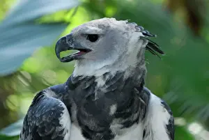 Accipitriformes Prints: Harpy Eagle Print - Belize
