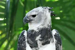 Accipitriformes Prints: Harpy Eagle Print, Belize