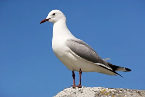 Hartlaub's Gull / King Gull Hartlaub's Gull / King Gull