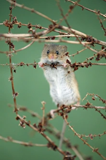 Harvest Mouse - climbing between stalks of Dock plant Harvest Mouse - climbing between stalks of Dock plant