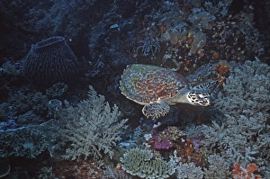 Hawksbill TURTLE - swimming across coral reef Hawksbill TURTLE - swimming across coral reef