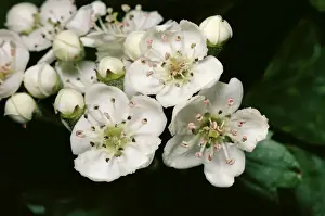 Hawthorn Tree Prints: Hawthorn
