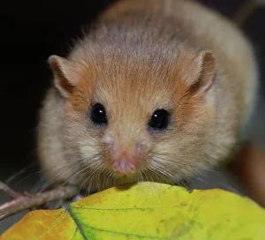 Hazel Dormouse - fattened up for winter Hazel Dormouse - fattened up for winter