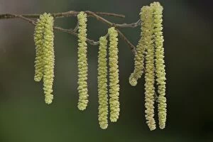 Images Dated 5th February 2006: Hazel - male catkins in flower, Dorset. Corylus avellana