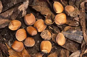 Seed Dispersal Methods Prints: Hazel Nuts