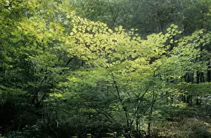 European Woodland Plants Prints: Hazel Tree