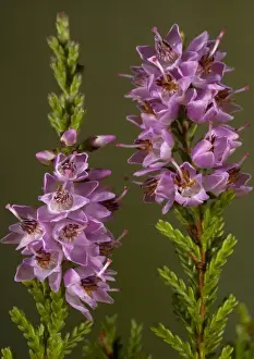 Calluna Vulgaris Images Prints: Heather