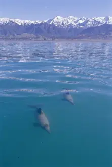 Kaikoura New Zealand Prints: Hectors Dolphin