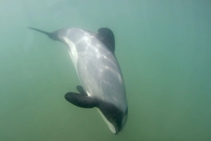 Hector's Dolphin - swimming in the ocean off the Catlins coast. This dolphin is endemic to New Zealand and threatened by fishing nets in which they often get caught. It is also the smallest of all dophins living in seawater Hector's Dolphin - swimming in the ocean off the Catlins coast. This dolphin is endemic to New Zealand and threatened by fishing nets in which they often get caught. It is also the smallest of all dophins living in seawater