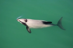 Hector's Dolphins - one of the smallest marine mammals - it is endangered due to Hector's Dolphins - one of the smallest marine mammals - it is endangered due to