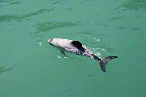 Hector's Dolphins - one of the smallest marine mammals - it is endangered due to Hector's Dolphins - one of the smallest marine mammals - it is endangered due to