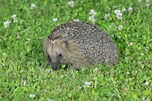 Hedgehog - on garden lawn feeding Hedgehog - on garden lawn feeding