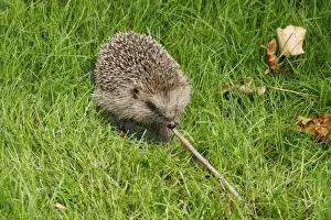 Brian Bevan Photography Prints: Hedgehog Pulling worm