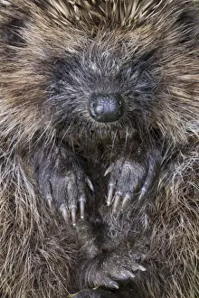 Vulnerable Wildlife Species Prints: Hedgehog - rolled up