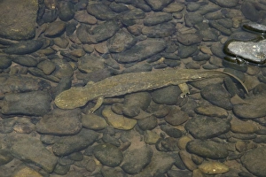 Hellbender - Underwater Hellbender - Underwater