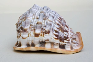 Helmet shell - closeup of dorsal view of large Helmet shell Helmet shell - closeup of dorsal view of large Helmet shell