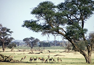 Herd of springbok resting in shade of camelthorn Herd of springbok resting in shade of camelthorn