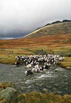 Herdwick Sheep and Shepherd Herdwick Sheep and Shepherd