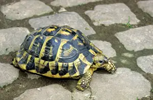 Hermann's Tortoise Print, ME-1910