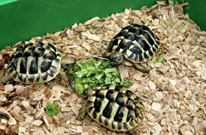 Hermanns Tortoise - feeding on lettuce Hermanns Tortoise - feeding on lettuce