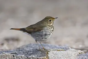 Hermit Thrush Print (Catharus guttatus)