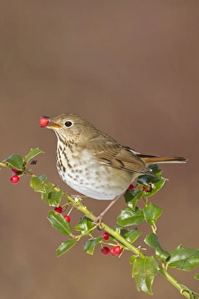 Hermit Thrush - feeding on holly berries in winter Hermit Thrush - feeding on holly berries in winter