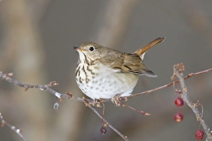 Hermit Thrush - winter on crab apple Hermit Thrush - winter on crab apple
