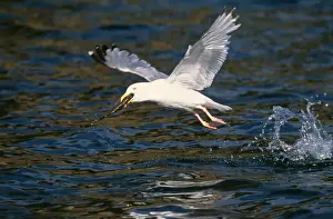 Bird Photography Prints For Sale Prints: Herring Gull