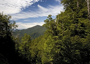 High altitude elfin forest dominated by southern beeches (mainly mountain beech High altitude elfin forest dominated by southern beeches (mainly mountain beech