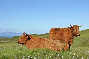 Highland Cattle - two adults with one resting on moorland with jagged peaks of Highland Cattle - two adults with one resting on moorland with jagged peaks of