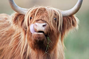 Images Dated 20th October 2007: Highland Cattle - chewing on grass - Norfolk grazing marsh - UK